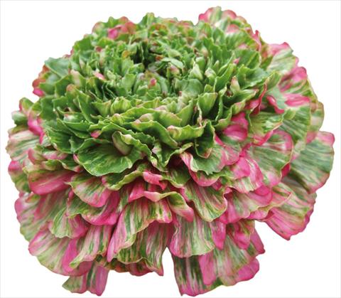 Photos von Blumenvarianten benutzt als: Schnittblume Ranunculus asiaticus Success® Grimaldi