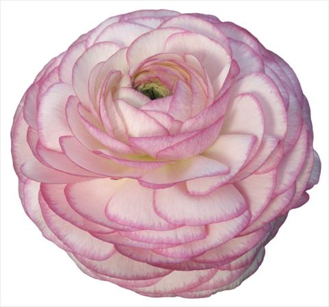 Photos von Blumenvarianten benutzt als: Schnittblume Ranunculus asiaticus Success® Ken
