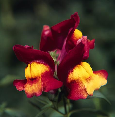 Photos von Blumenvarianten benutzt als: Ampel/Topf Antirrhinum majus Luminaire Harvest Red
