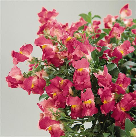 Photos von Blumenvarianten benutzt als: Ampel/Topf Antirrhinum majus Luminaire Hot Pink