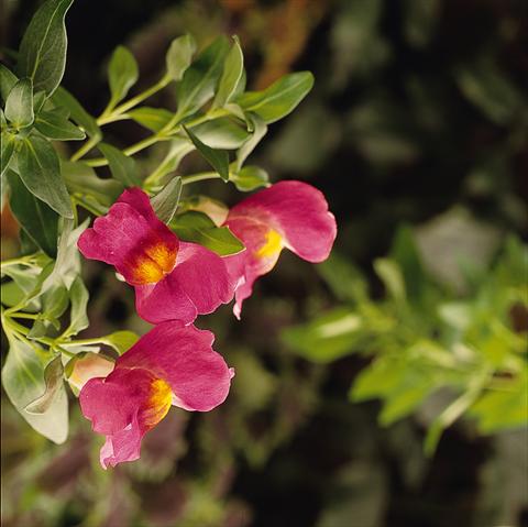 Photos von Blumenvarianten benutzt als: Ampel/Topf Antirrhinum majus Luminaire Hot Pink