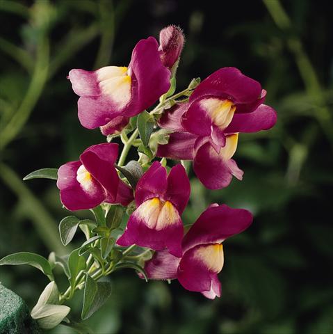 Photos von Blumenvarianten benutzt als: Ampel/Topf Antirrhinum majus Luminaire Sugarplum