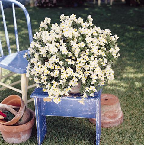 Photos von Blumenvarianten benutzt als: Ampel/Topf Antirrhinum majus Luminaire White
