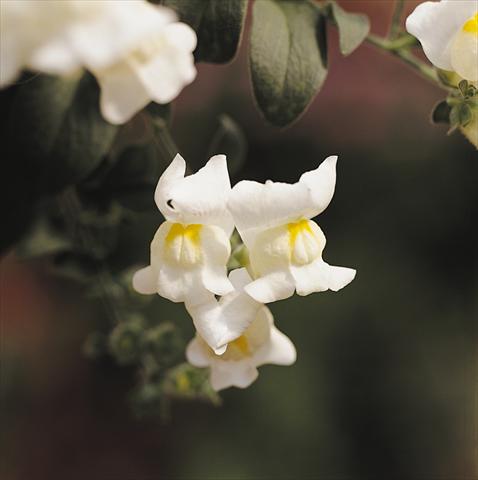 Photos von Blumenvarianten benutzt als: Ampel/Topf Antirrhinum majus Luminaire White