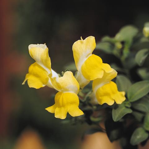 Photos von Blumenvarianten benutzt als: Ampel/Topf Antirrhinum majus Luminaire Yellow