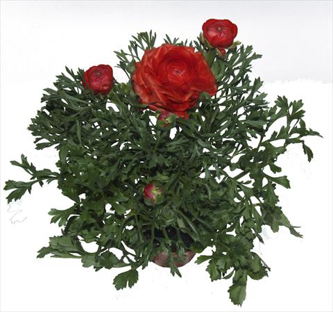 Photos von Blumenvarianten benutzt als: Topf, Beet, Terrasse Ranunculus asiaticus Millepetali® Rosso