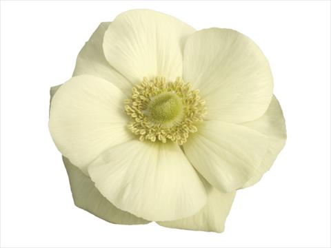 Photos von Blumenvarianten benutzt als: Topf und Beet Anemone coronaria L. Mistral Plus® Bianco