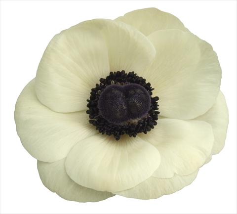 Photos von Blumenvarianten benutzt als: Topf und Beet Anemone coronaria L. Mistral Plus® Bianco centro nero