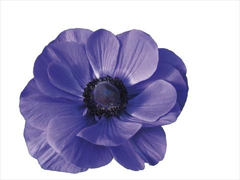 Photos von Blumenvarianten benutzt als: Topf und Beet Anemone coronaria L. Mistral Plus® Blu