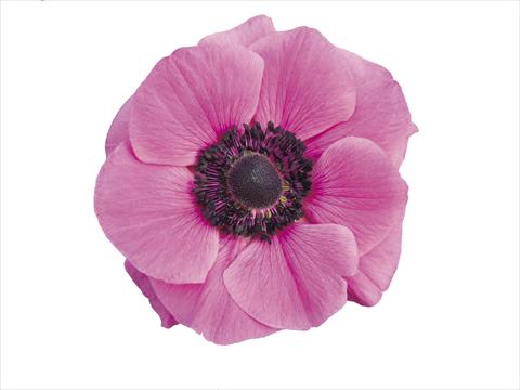 Photos von Blumenvarianten benutzt als: Topf und Beet Anemone coronaria L. Mistral Plus® Fucsia