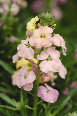 Photos von Blumenvarianten benutzt als: Beet- / Rabattenpflanze Erysimum Pastel Patchwork