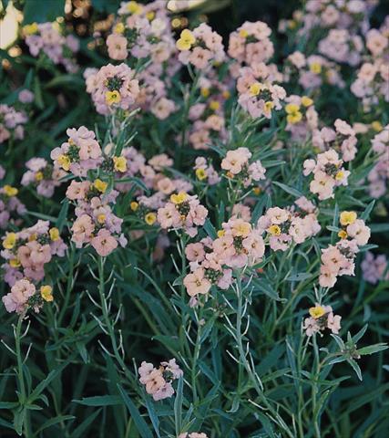 Photos von Blumenvarianten benutzt als: Beet- / Rabattenpflanze Erysimum Pastel Patchwork