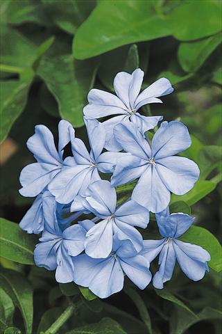 Photos von Blumenvarianten benutzt als: Beet- / Rabattenpflanze Plumbago auriculata Escapade Blue