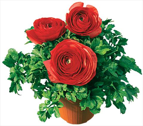 Photos von Blumenvarianten benutzt als: Topf, Beet, Terrasse Ranunculus asiaticus Pratolino® Rosso