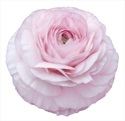 Photos von Blumenvarianten benutzt als: Schnittblume Ranunculus asiaticus Elegance® Rosa Chiaro 129-03