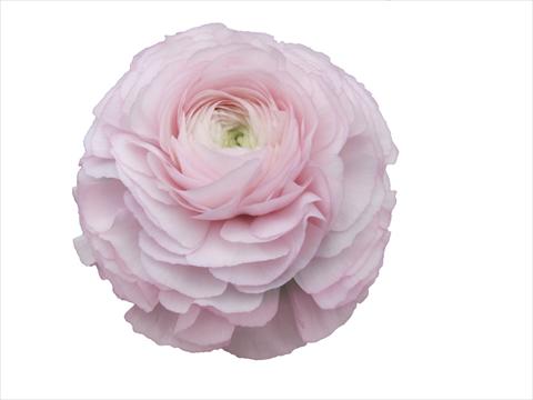 Photos von Blumenvarianten benutzt als: Schnittblume Ranunculus asiaticus Elegance® Rosa Chiaro 81-99