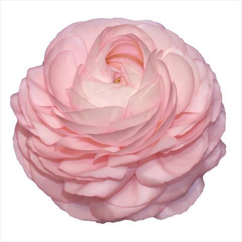 Photos von Blumenvarianten benutzt als: Schnittblume Ranunculus asiaticus Elegance® Rosa Chiaro 87