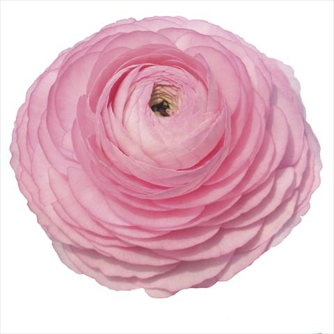 Photos von Blumenvarianten benutzt als: Schnittblume Ranunculus asiaticus Elegance® Rosa 89-02