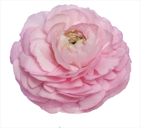 Photos von Blumenvarianten benutzt als: Schnittblume Ranunculus asiaticus Elegance® Rosa 99-5