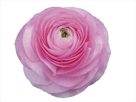 Photos von Blumenvarianten benutzt als: Schnittblume Ranunculus asiaticus Elegance® Rosa Scuro 202-03