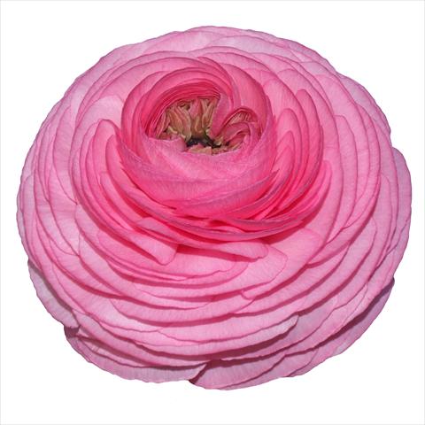 Photos von Blumenvarianten benutzt als: Schnittblume Ranunculus asiaticus Elegance® Rosa Scuro 38-98