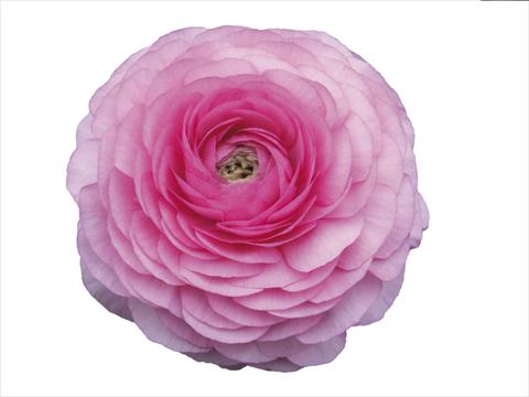 Photos von Blumenvarianten benutzt als: Schnittblume Ranunculus asiaticus Elegance® Rosa Scuro 39-98