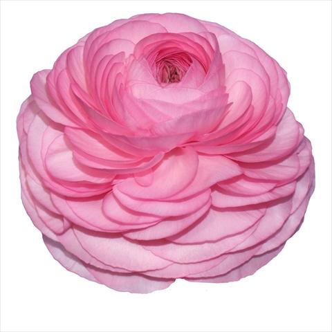 Photos von Blumenvarianten benutzt als: Schnittblume Ranunculus asiaticus Elegance® Rosa Scuro 83