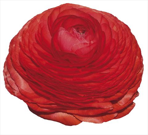 Photos von Blumenvarianten benutzt als: Schnittblume Ranunculus asiaticus Elegance® Rosso 197-01