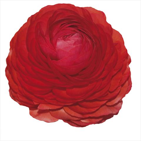 Photos von Blumenvarianten benutzt als: Schnittblume Ranunculus asiaticus Elegance® Rosso 232-03
