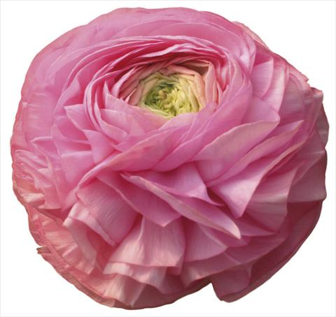 photo of flower to be used as: Cutflower Ranunculus asiaticus Success® Shangai