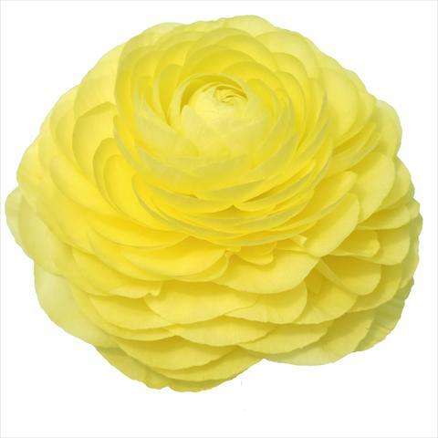 Photos von Blumenvarianten benutzt als: Schnittblume Ranunculus asiaticus Elegance® Vaniglia