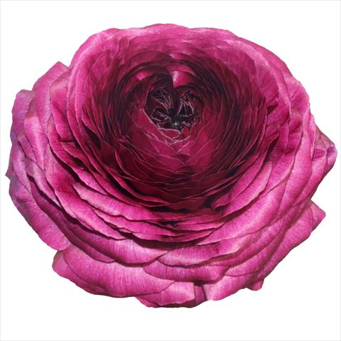 Photos von Blumenvarianten benutzt als: Schnittblume Ranunculus asiaticus Success® Viola 06