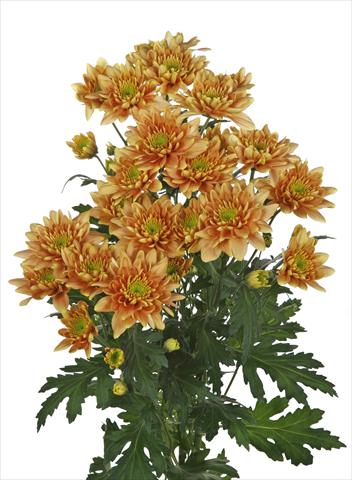 Photos von Blumenvarianten benutzt als: Schnittblume Chrysanthemum Milano Bronze