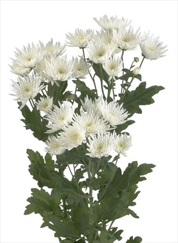 Photos von Blumenvarianten benutzt als: Schnittblume Chrysanthemum Anastasia