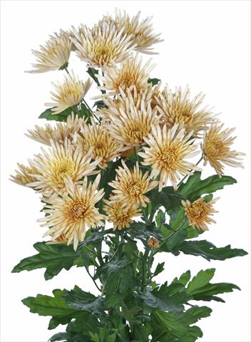 Photos von Blumenvarianten benutzt als: Schnittblume Chrysanthemum Anastasia Bronze