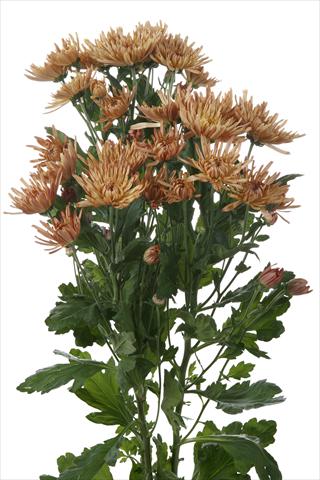 Photos von Blumenvarianten benutzt als: Schnittblume Chrysanthemum Anastasia Dark Bronze