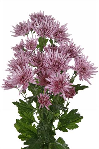Photos von Blumenvarianten benutzt als: Schnittblume Chrysanthemum Anastasia Lilac