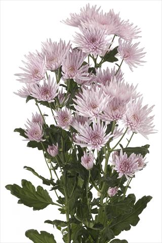 Photos von Blumenvarianten benutzt als: Schnittblume Chrysanthemum Anastasia Pink