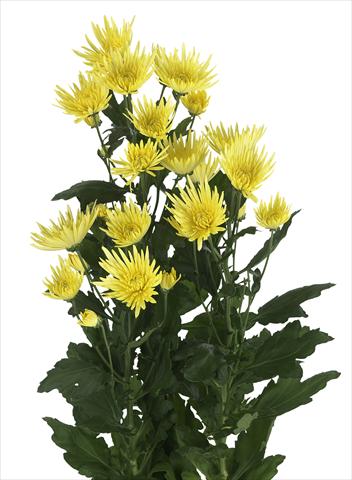 Photos von Blumenvarianten benutzt als: Schnittblume Chrysanthemum Anastasia Sunny