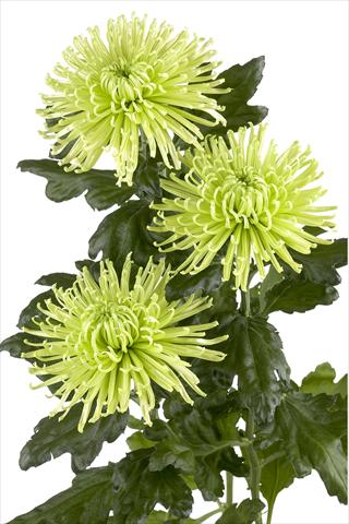 Photos von Blumenvarianten benutzt als: Schnittblume Chrysanthemum Anastasia Green