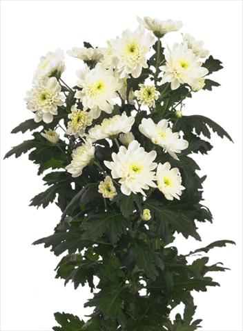 Photos von Blumenvarianten benutzt als: Schnittblume Chrysanthemum Zembla