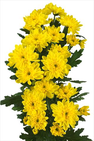 Photos von Blumenvarianten benutzt als: Schnittblume Chrysanthemum Zembla Sunny