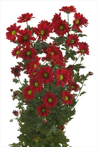 Photos von Blumenvarianten benutzt als: Schnittblume Chrysanthemum Cayenne
