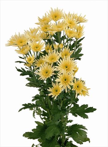 Photos von Blumenvarianten benutzt als: Schnittblume Chrysanthemum Delianne Yellow