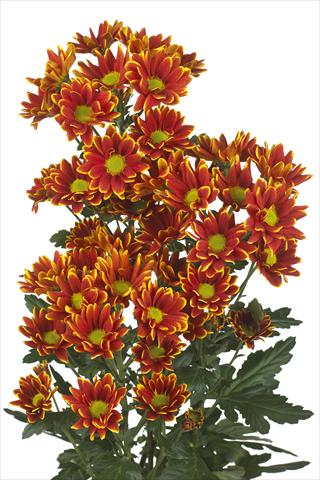 Photos von Blumenvarianten benutzt als: Schnittblume Chrysanthemum Kastelli
