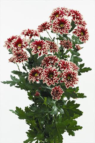 Photos von Blumenvarianten benutzt als: Schnittblume Chrysanthemum Orinoco