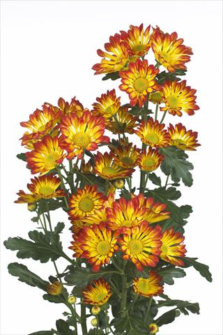 Photos von Blumenvarianten benutzt als: Schnittblume Chrysanthemum Roma