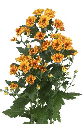 Photos von Blumenvarianten benutzt als: Schnittblume Chrysanthemum Managua Orange
