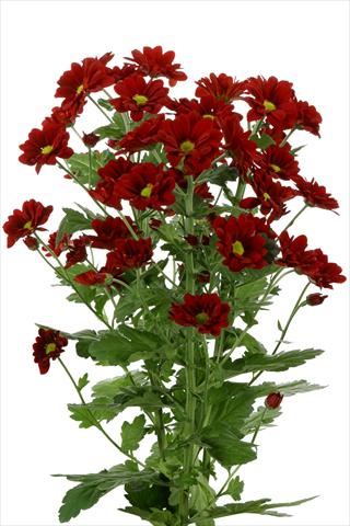 Photos von Blumenvarianten benutzt als: Schnittblume Chrysanthemum Managua Red