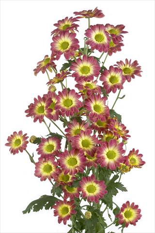 Photos von Blumenvarianten benutzt als: Schnittblume Chrysanthemum Vulcano
